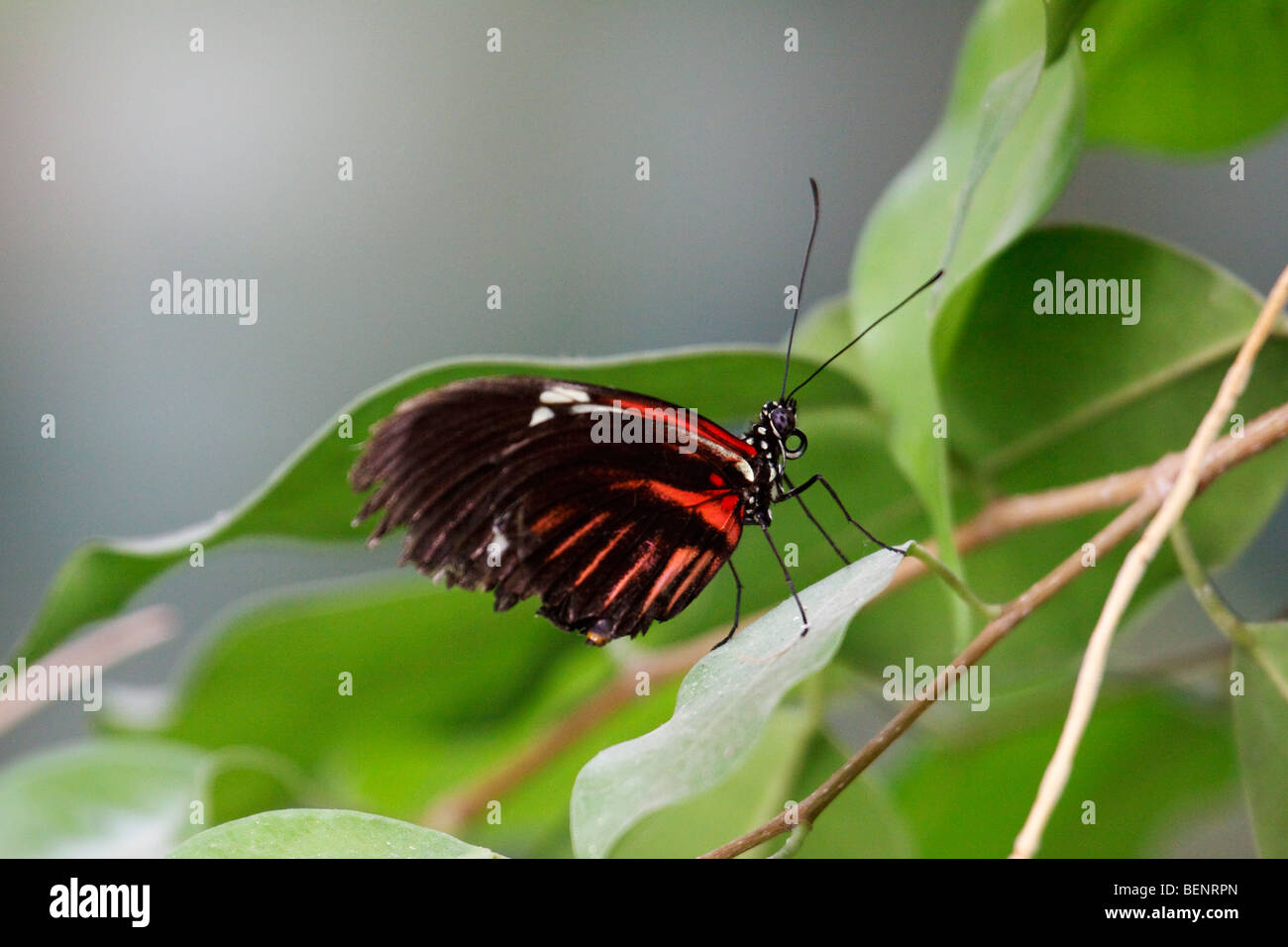 Postman Butterfly (heliconius melpomene) Stock Photo