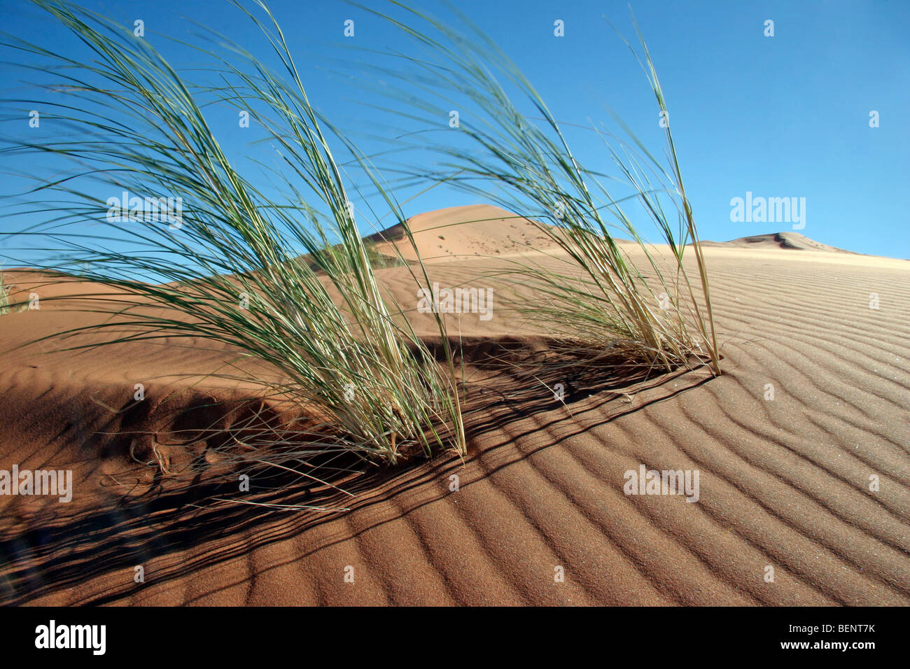 Dune bushman grass / dune reeds (Stipagrostis amabilis) on sand dune in the Namib desert, Namibia, South Africa Stock Photo