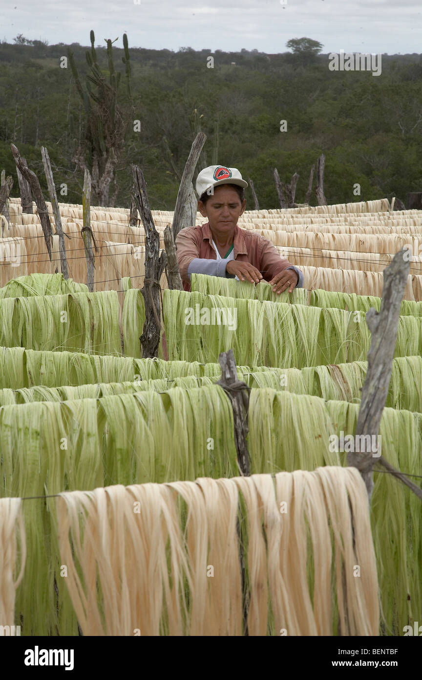 Brazil Growing sisal in Bahia. Stock Photo