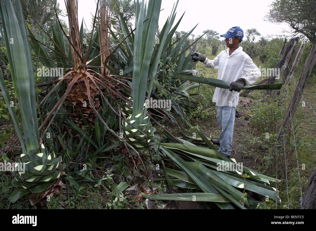 Brazil Growing sisal in Bahia. Stock Photo