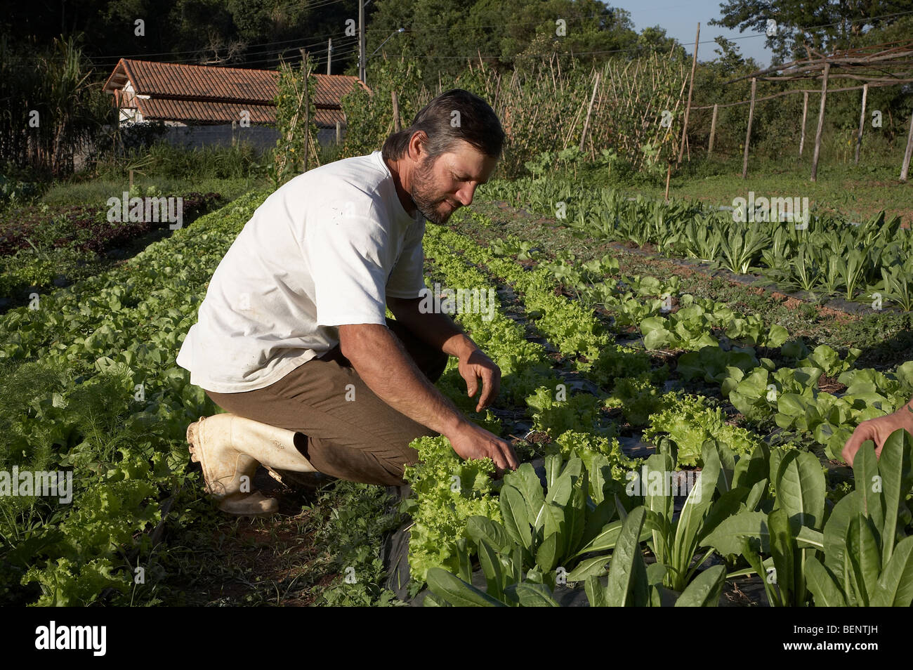 BRAZIL Organic farmer Jose Carlos Goncalves in Ibiuna, Sao Paulo State. PHOTO by SEAN SPRAGUE Stock Photo