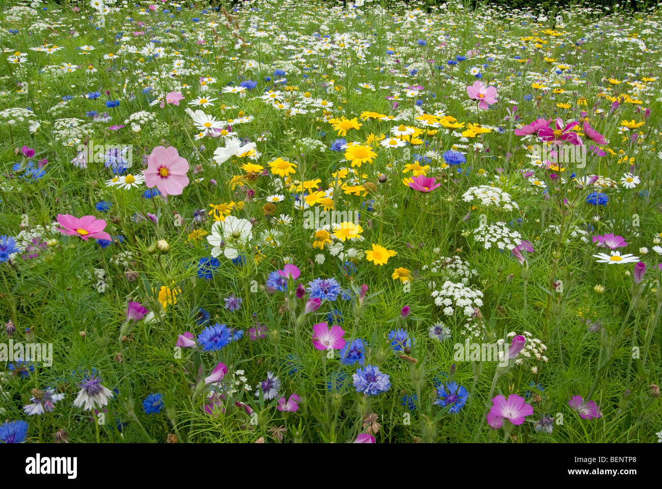 cornflower corncockle cosmos RHS [Harlow Carr] Gardens Harrogate Stock Photo