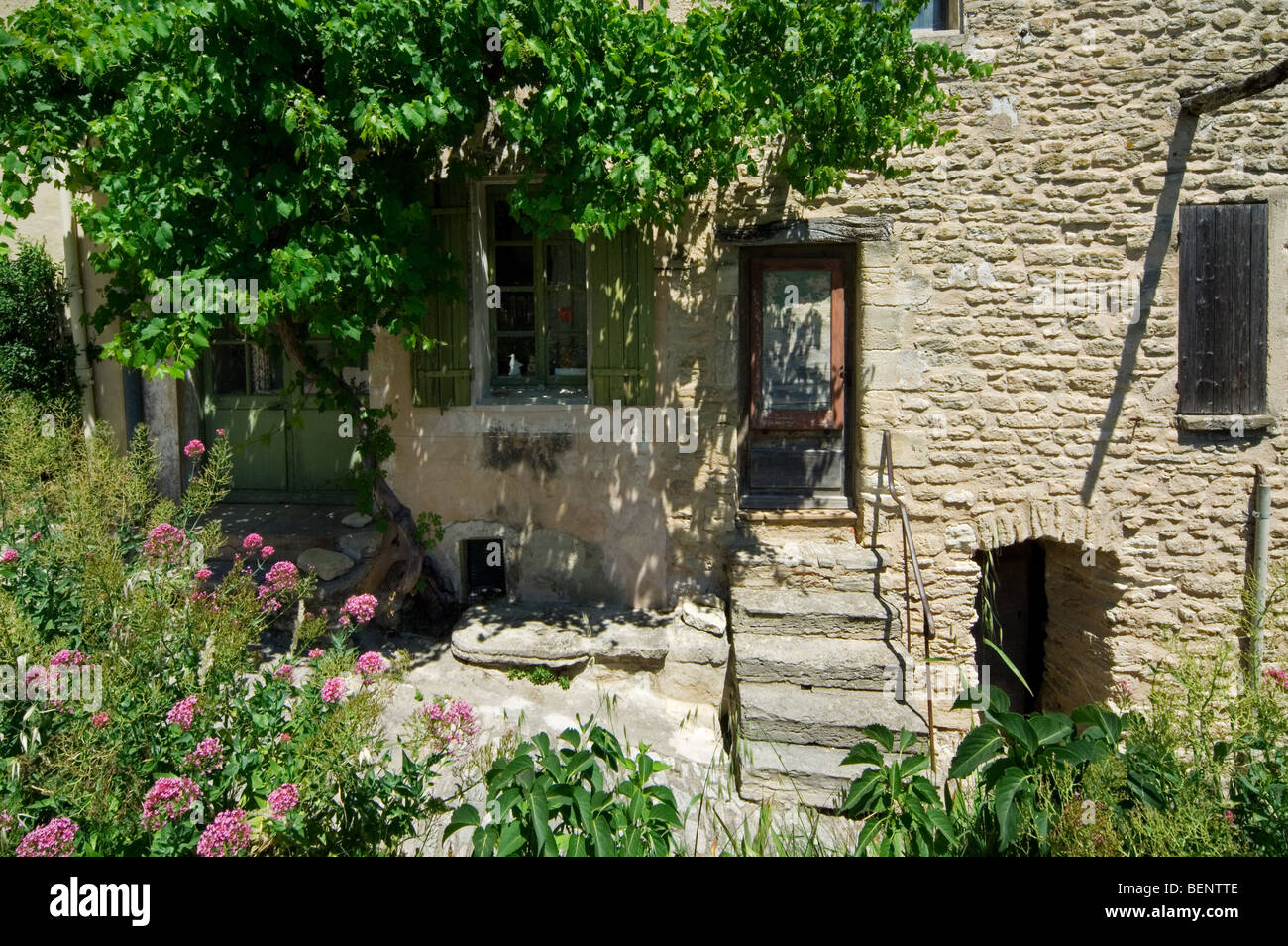 Grapevine growing on house front in alley of the village Gordes in the Vaucluse, Provence-Alpes-Côte d'Azur, Provence, France Stock Photo