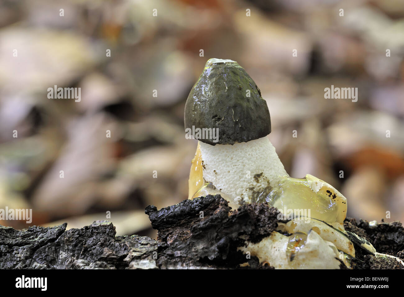 Common stinkhorn / dickes-nipes (Phallus impudicus) emerging in autumn forest Stock Photo
