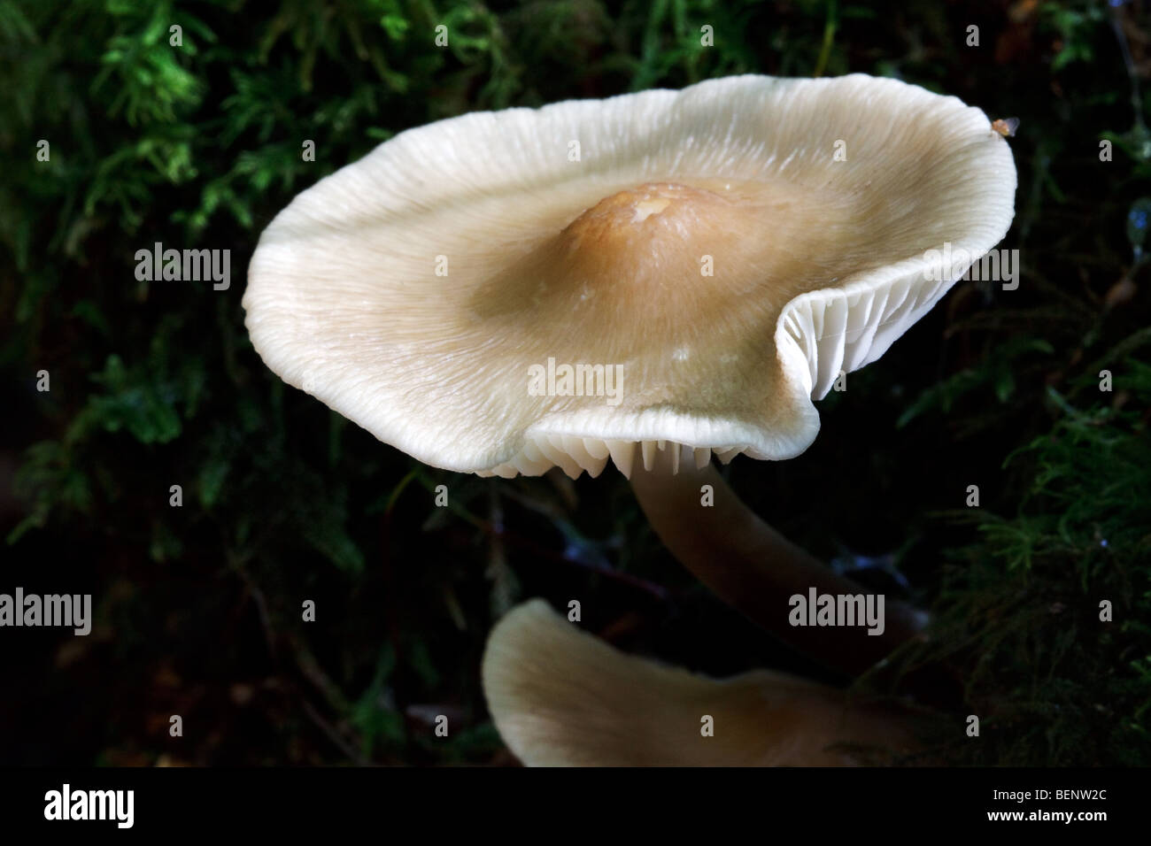 Close up of  fungus/fungi in The Mens ancient woodland near Petworth Stock Photo