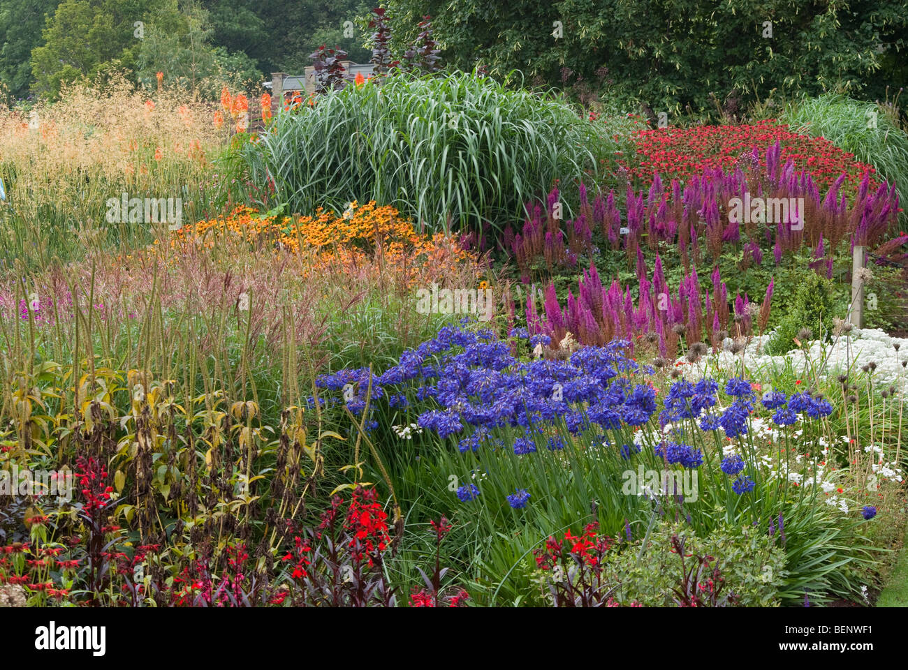 agapanthus lobelia helenium monarda  grasses RHS [Harlow Carr] Gardens Harrogate Stock Photo