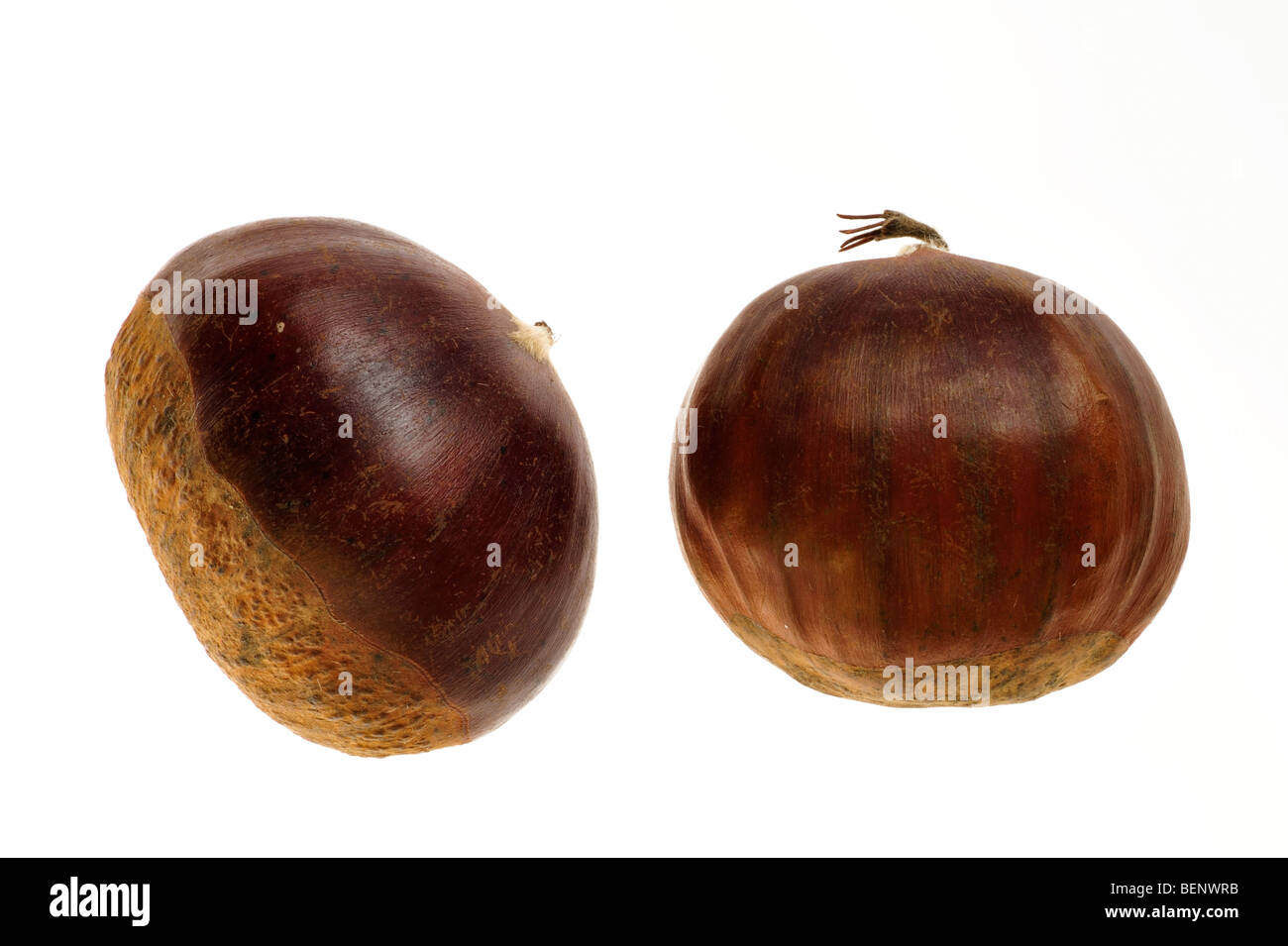 Sweet chestnut nuts / marron (Castanea sativa) on white background Stock Photo