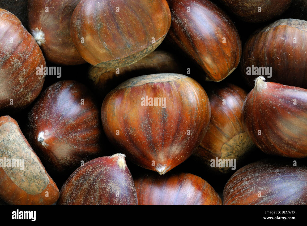 Sweet chestnut nuts / marrons (Castanea sativa) harvested in autumn Stock Photo
