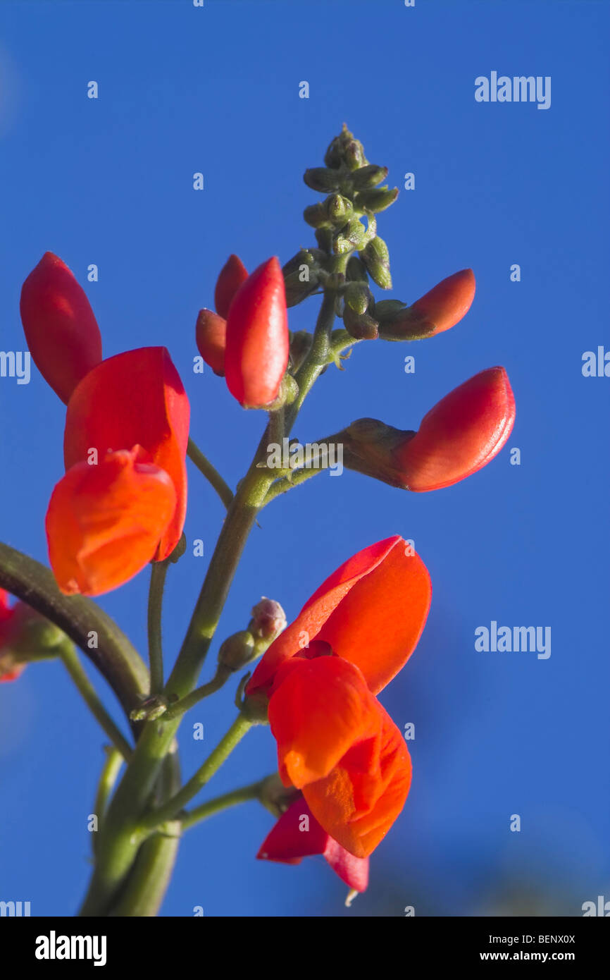 Runner bean flower hi-res stock photography and images - Alamy