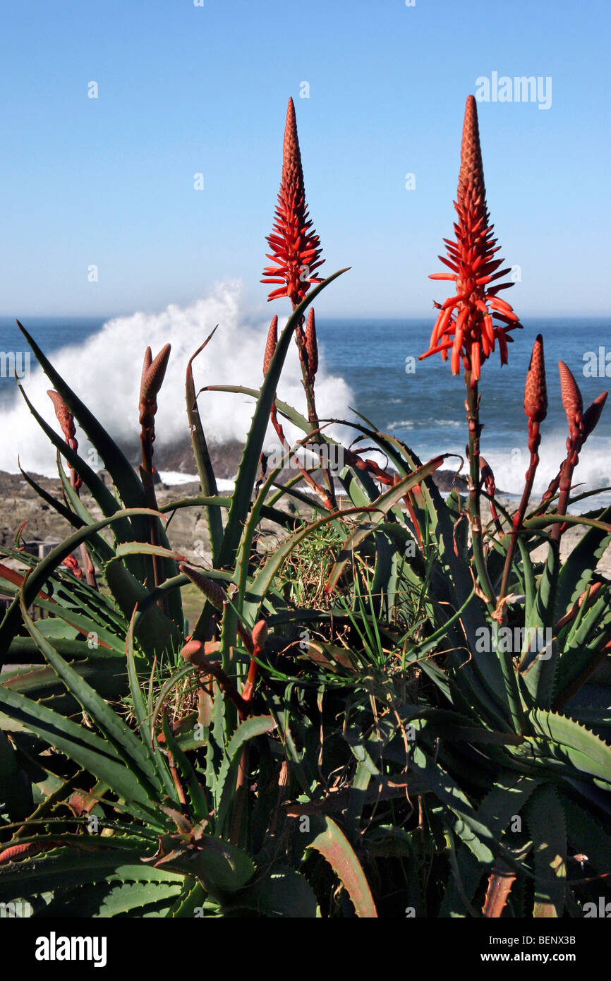 Indian Ocean and Aloe (Aloe sp.) flowers in the Tsitsikamma Coastal National Park, South Africa Stock Photo