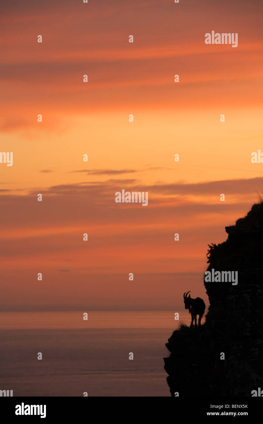 Silhoutte of goat on rocky outcrop against a vivid sunrise sky, north Devon. Stock Photo
