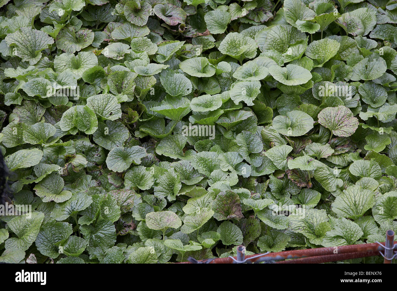 JAPAN Wasabi cultivation, Izu Peninsular. photo by Sean Spraqgue 2008