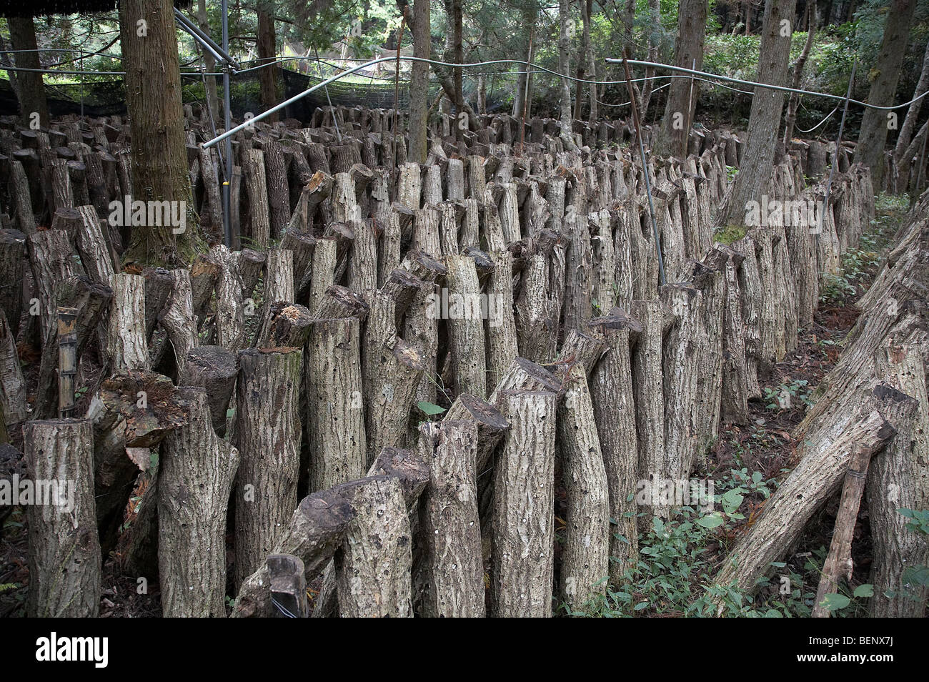 JAPAN Shitake mushroom cultivation, Izu Peninsular. photo by Sean Spraqgue 2008 Stock Photo