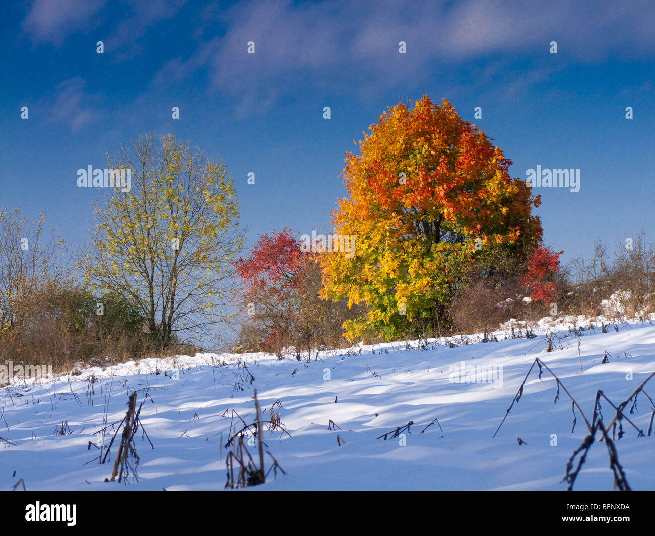 Autumn tree in winter - extreme weather Stock Photo