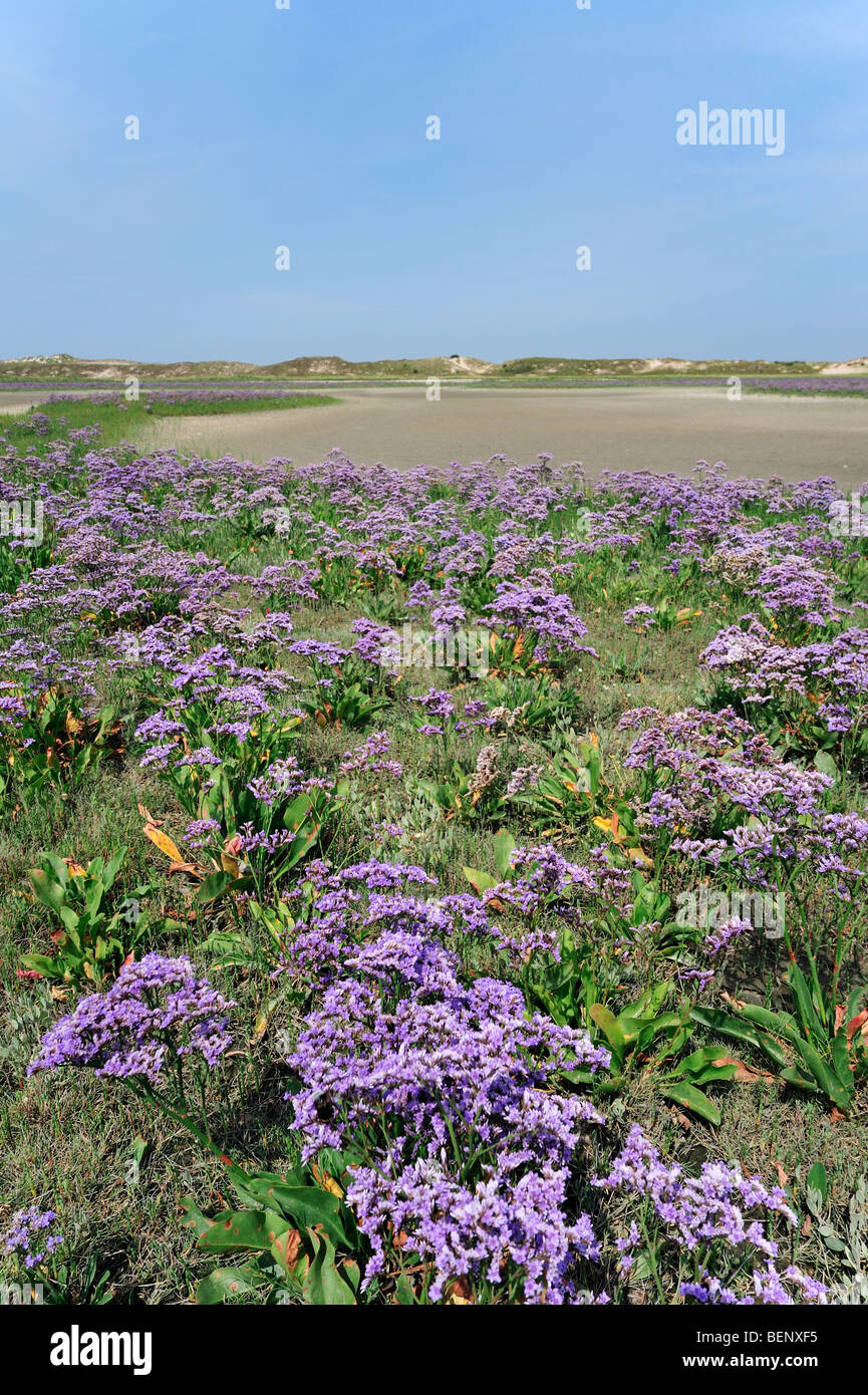 Sea lavender (Limonium vulgare) in flower in salt marsh along the North Sea Stock Photo