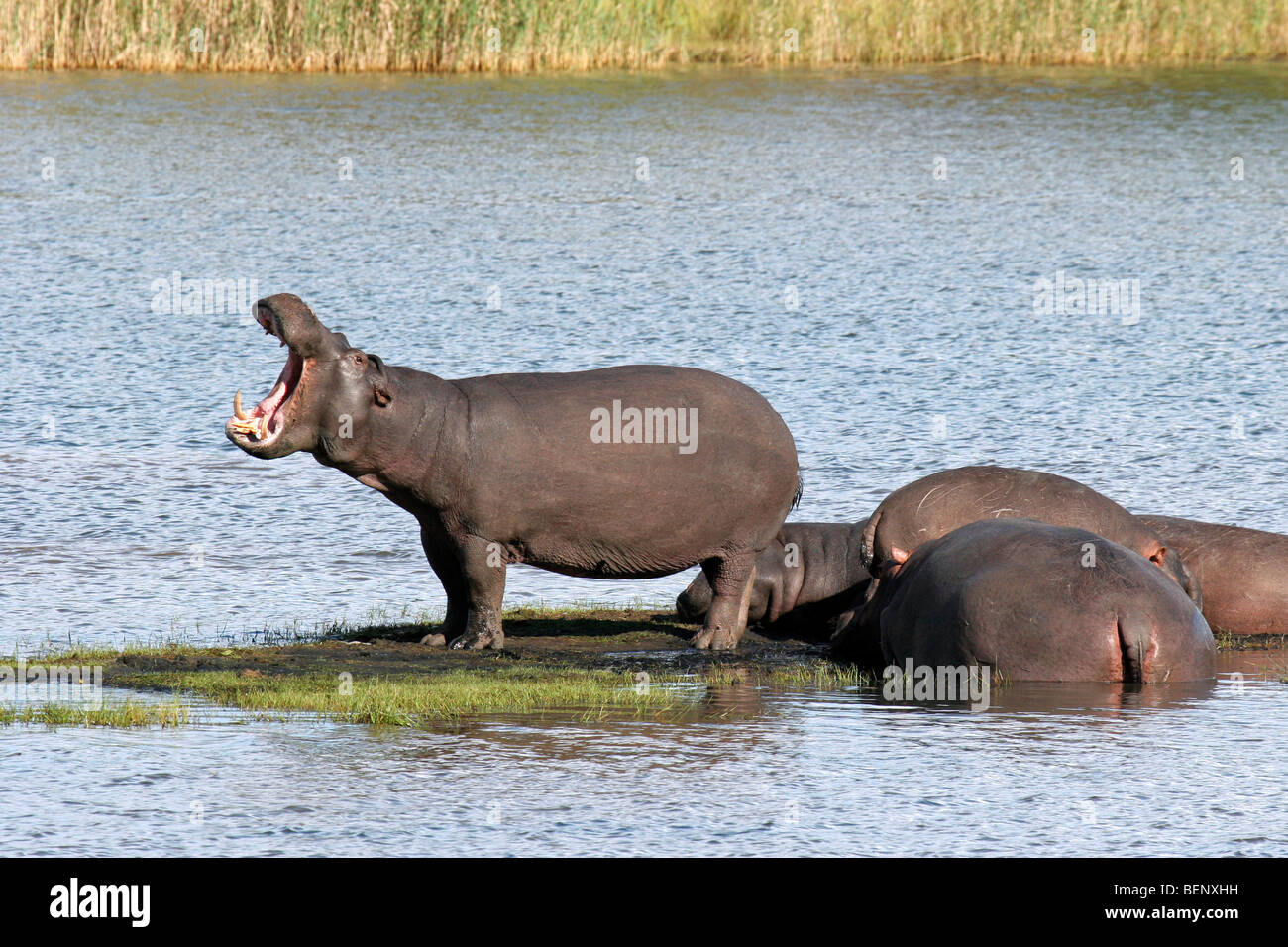 Hippo yawning (Hippopotamus amphibius) and resting herd of hippos in water of lake, St Lucia, South Africa Stock Photo
