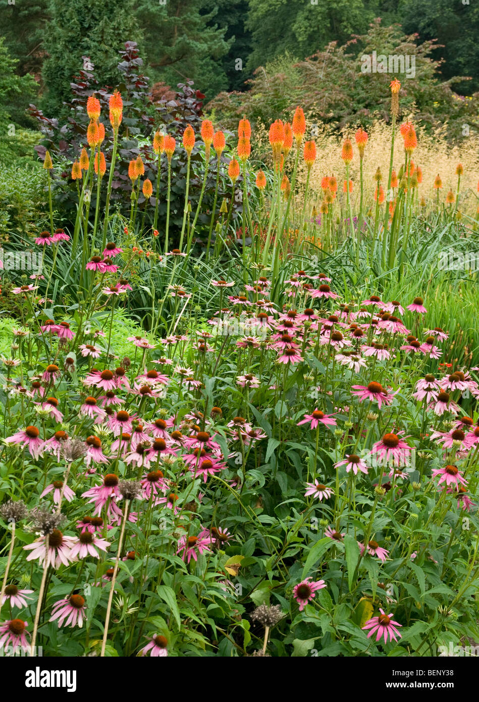 echinacea kniphofia grasses RHS [Harlow Carr] Gardens Harrogate Stock Photo