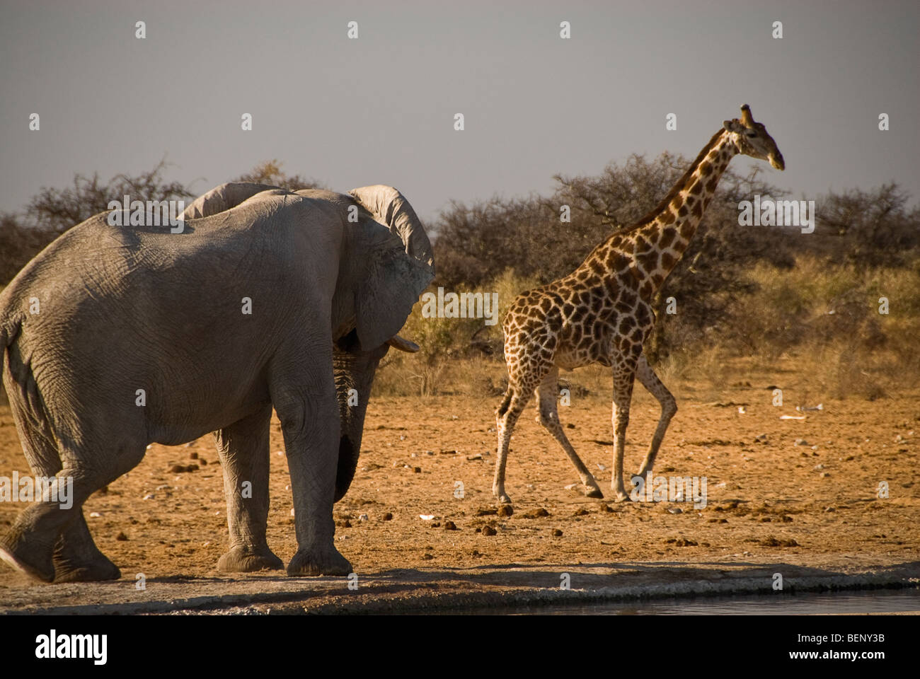 Africa giraffe and elephant hi-res stock photography and images - Alamy