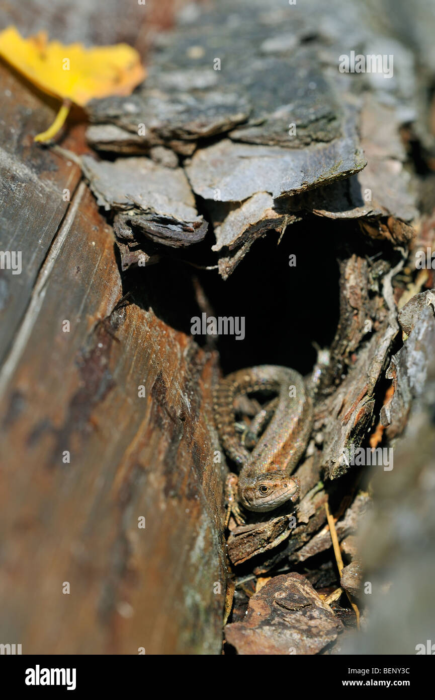 Viviparous lizard / common lizard (Zootoca vivipara / Lacerta vivipara) sunning on wood pile Stock Photo