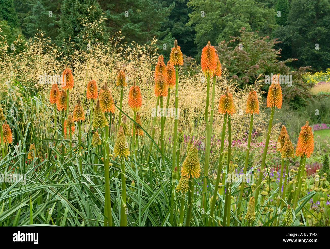 kniphofia descampsia caespitosa RHS [Harlow Carr] Gardens Harrogate Stock Photo