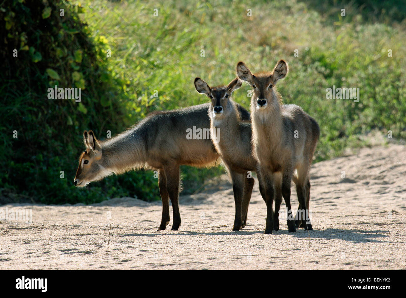 Waterbuck (Kobus ellipsiprymnus) herd of females on riverbank, Kruger National Park, South Africa Stock Photo