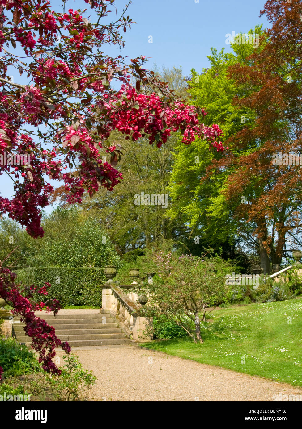 prunus cherry steps copper beech pathway [Newby Hall] Ripon [North Yorkshire] Stock Photo