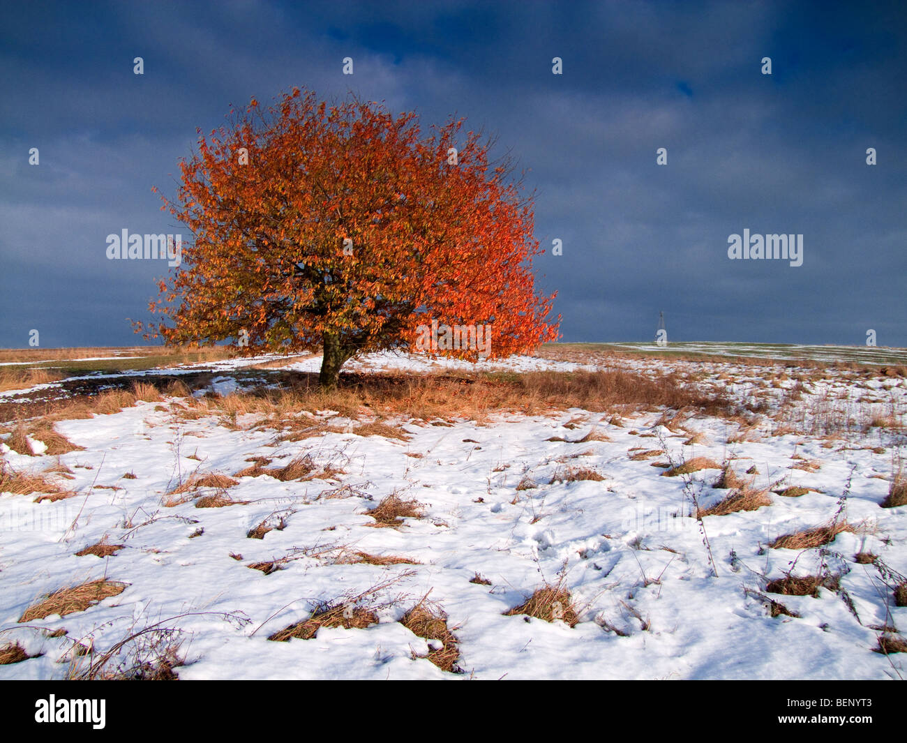 Autumn tree in winter Stock Photo