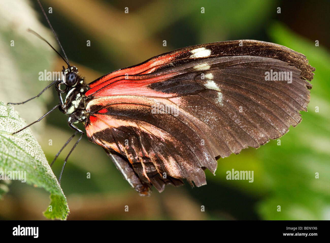 Postman Butterfly (heliconius melpomene) Stock Photo