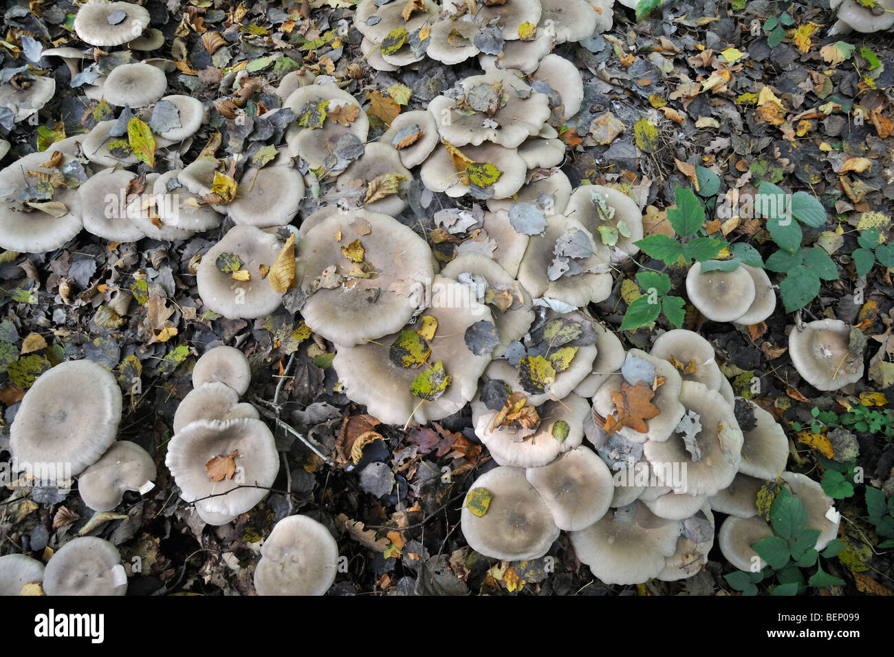 Clouded agaric / Cloud funnel (Clitocybe nebularis / Lepista nebularis) mushrooms amongst fallen beech leaves Stock Photo