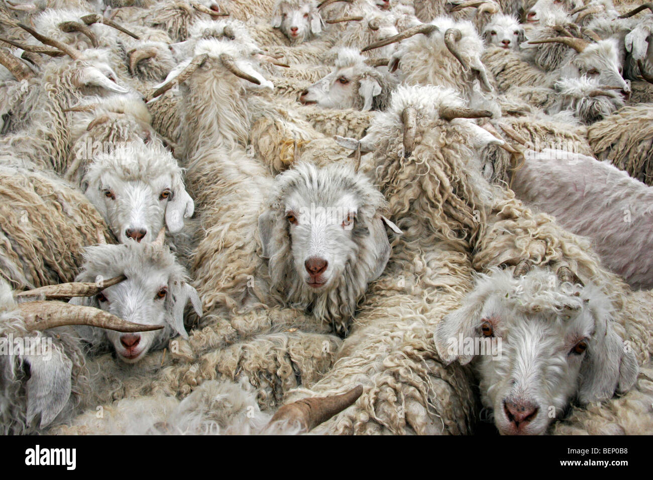 Flock of Angora goats (Capra hircus) to produce mohair wool in Lesotho, Africa Stock Photo