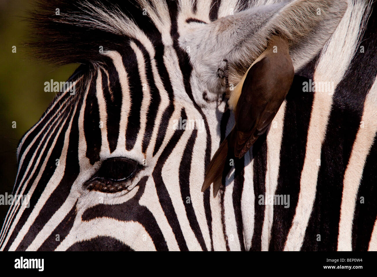 Plains Zebra (Equus Quagga) and Red-billed oxpecker (Buphagus Erythrorhynchus). Stock Photo