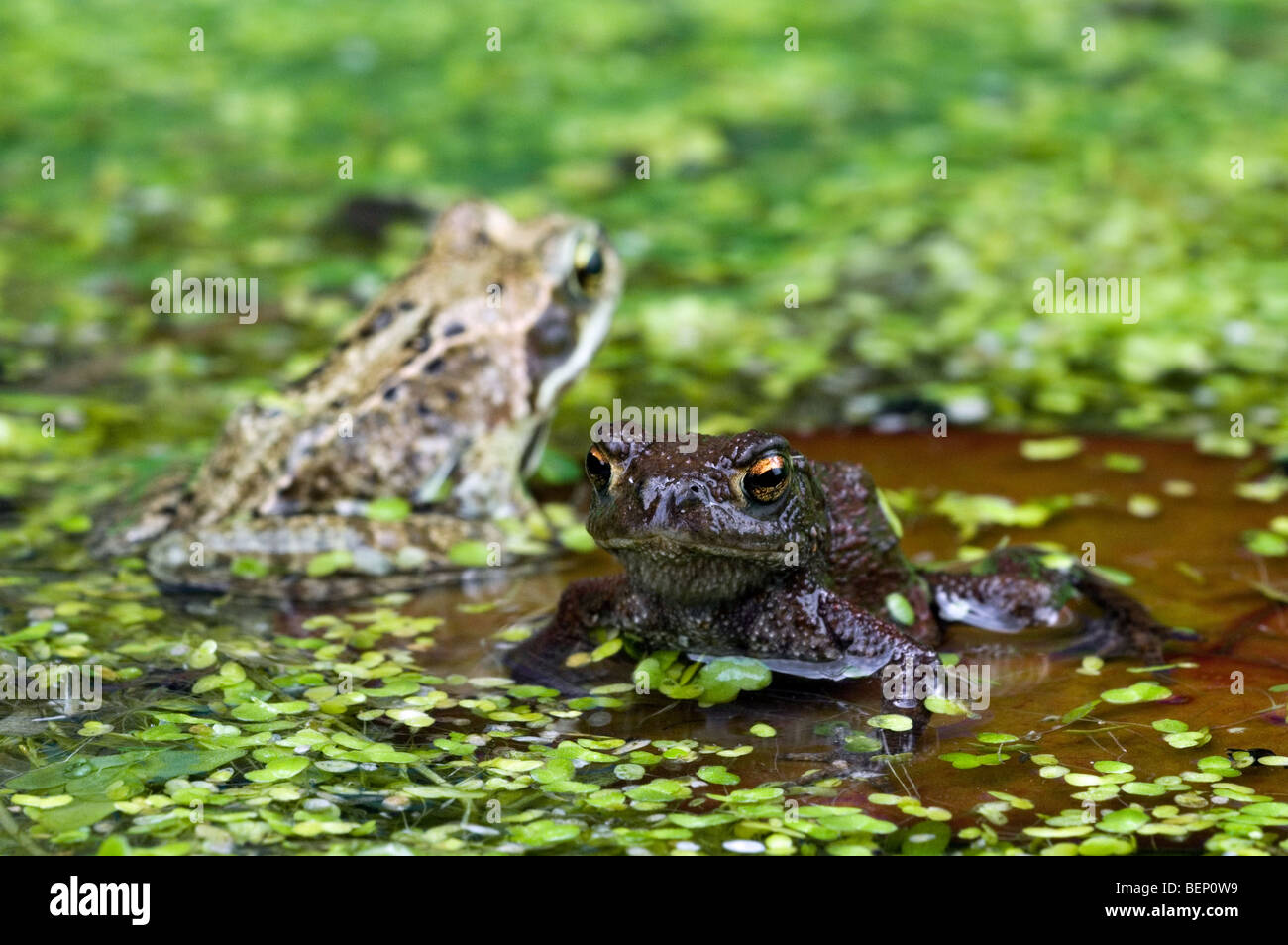 Juvenile common toad (Bufo bufo) and European common brown frog (Rana temporaria) on lily pad in pond Stock Photo