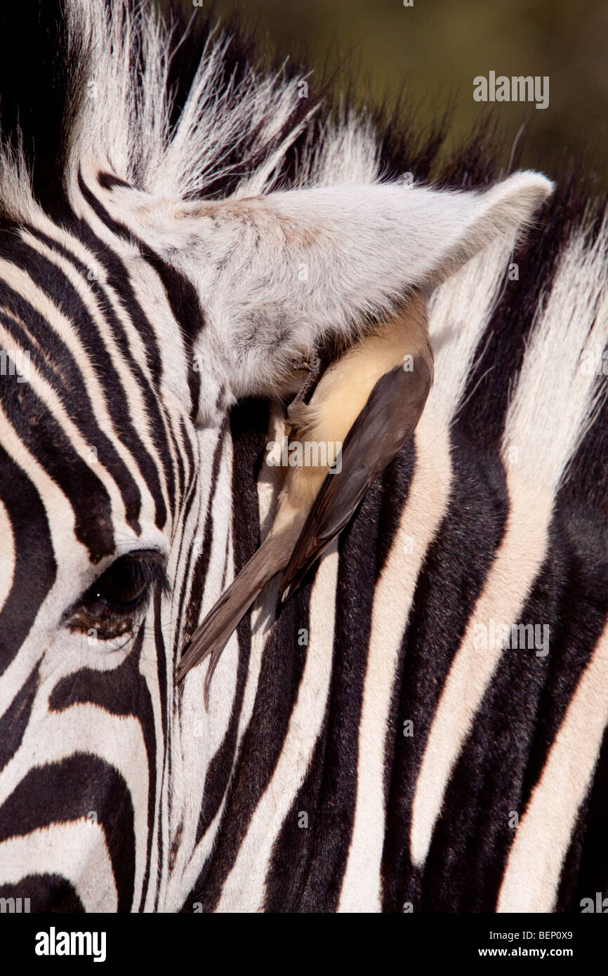 Plains Zebra (Equus Quagga) and Red-billed oxpecker (Buphagus Erythrorhynchus). Stock Photo
