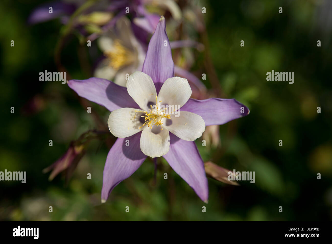 White And Lavender Columbine Stock Photos White And