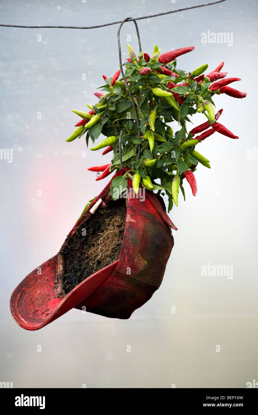 Growing chillies hi-res stock photography and images - Alamy