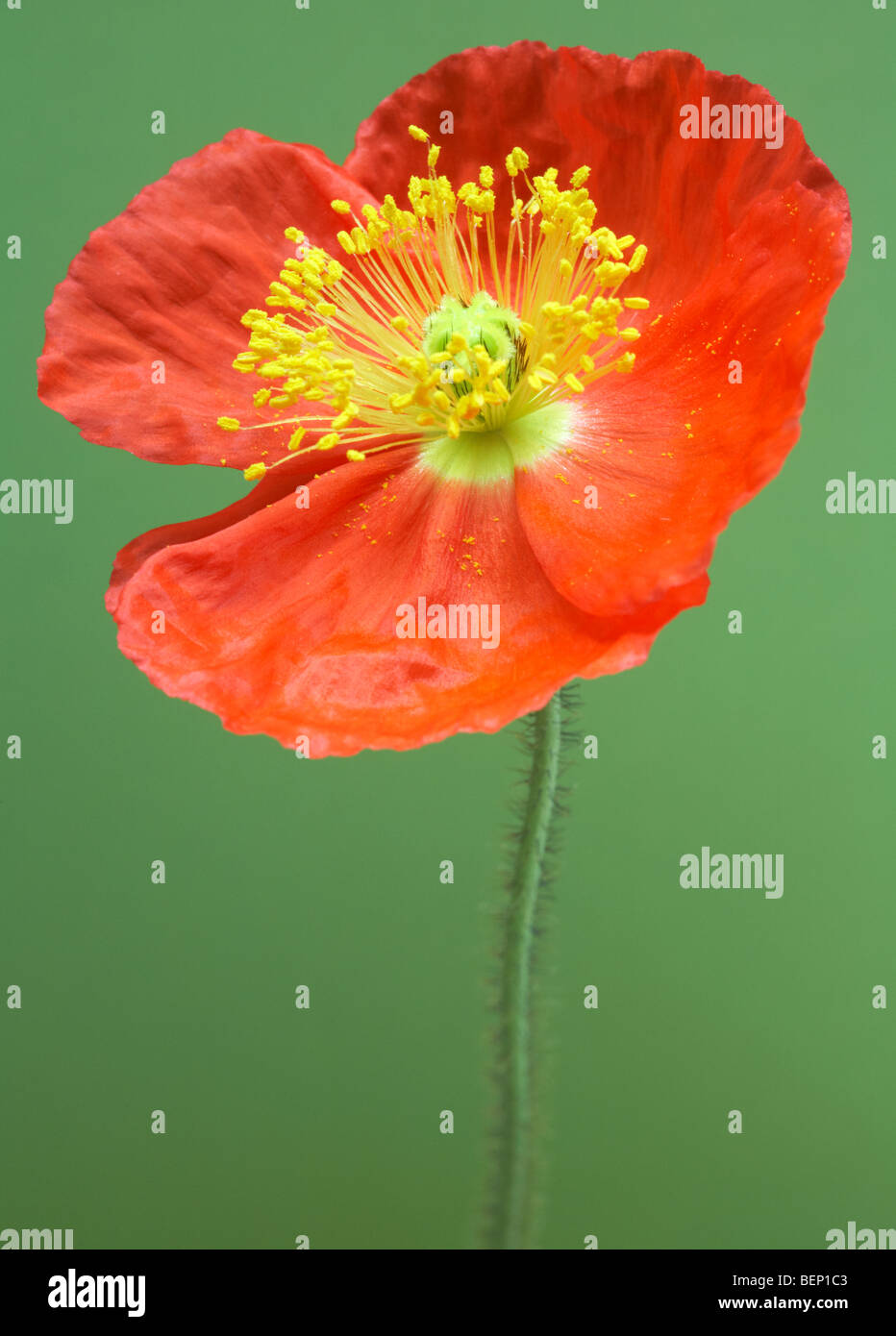 Contrasting orange of Iceland Poppy (Papaver Nudicaule) against green background Stock Photo