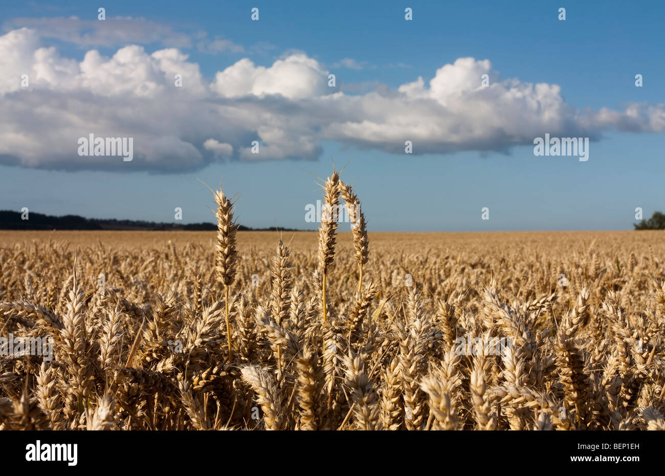 Differential focus from low view point of a few stems of wheat standing head and shoulders above the crowd. Stock Photo