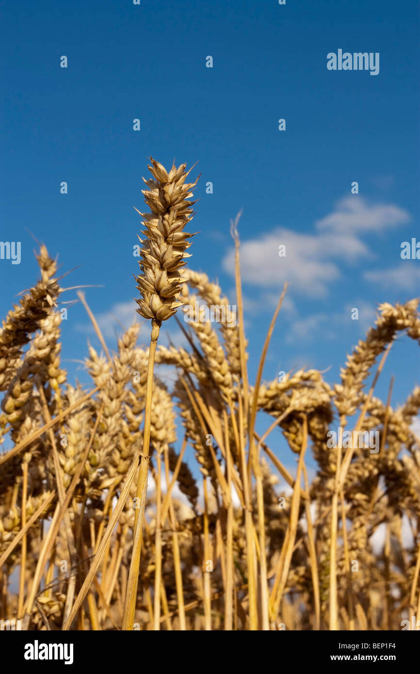 Golden summer wheat shot from low viewpoint against deep blue sky and white fluffy clouds Stock Photo