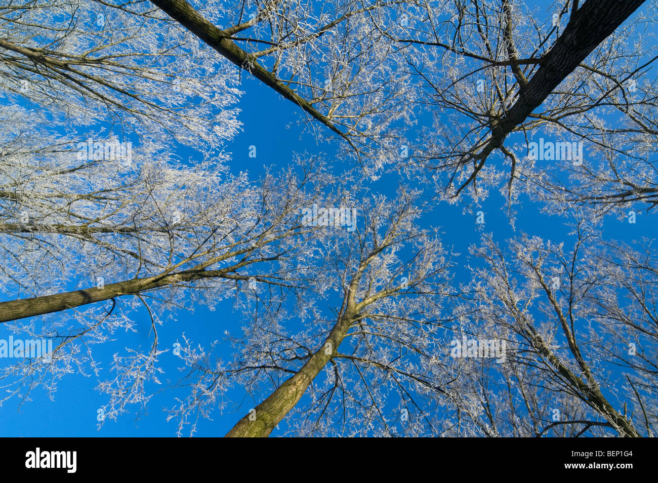 Branches of broad-leaved trees in deciduous forest in freezing winter cold covered in white frost / hoarfrost against blue sky Stock Photo