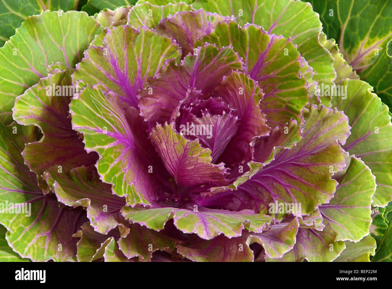 Zierkohl - decorative cabbage 02 Stock Photo