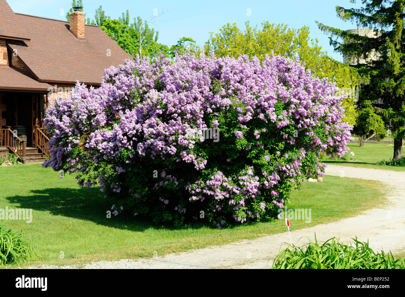 Lilac flower tree bush in early spring Stock Photo - Alamy