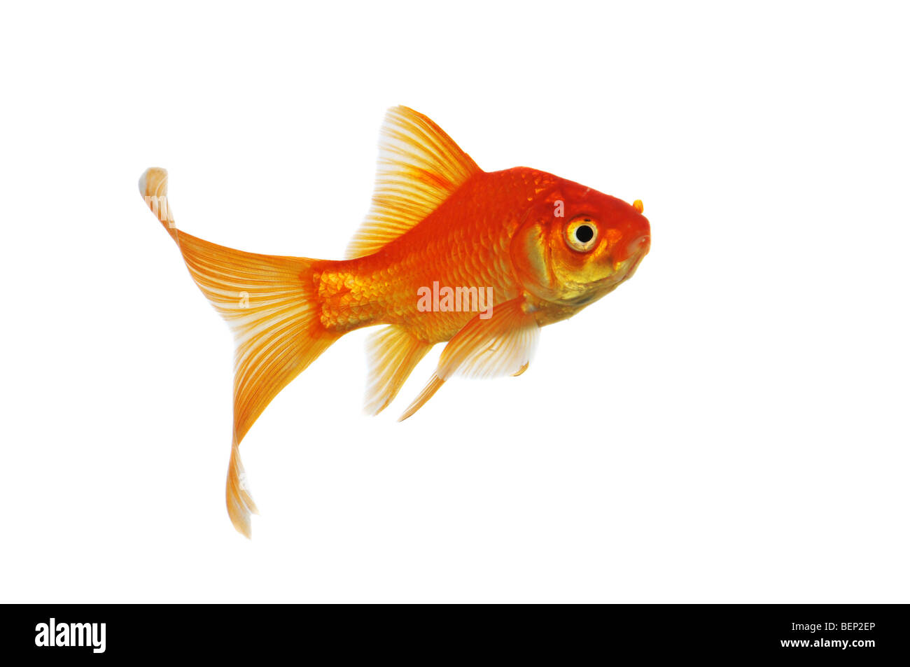 swimming gold fish