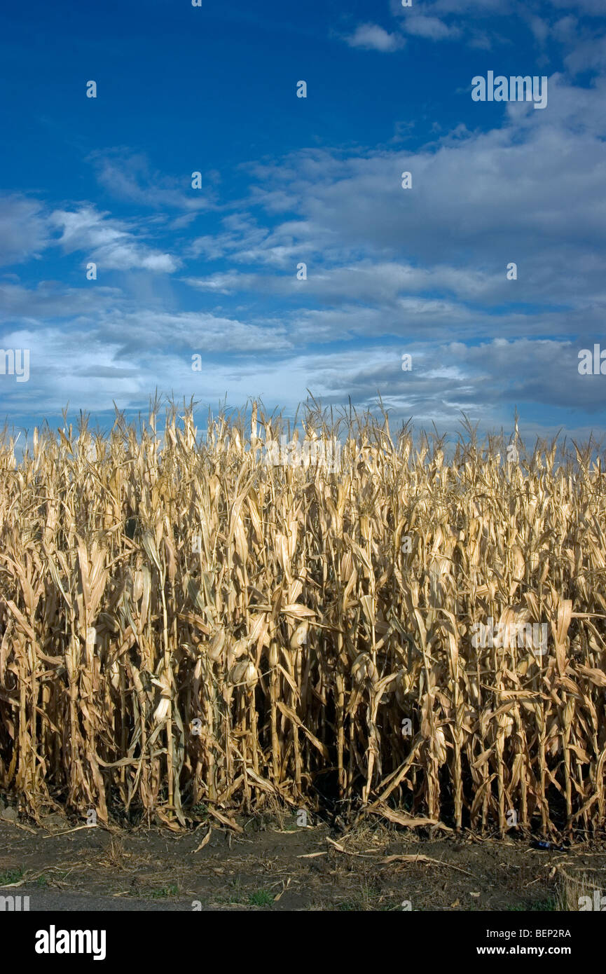 Corn rows growing on rural farm Stock Photo