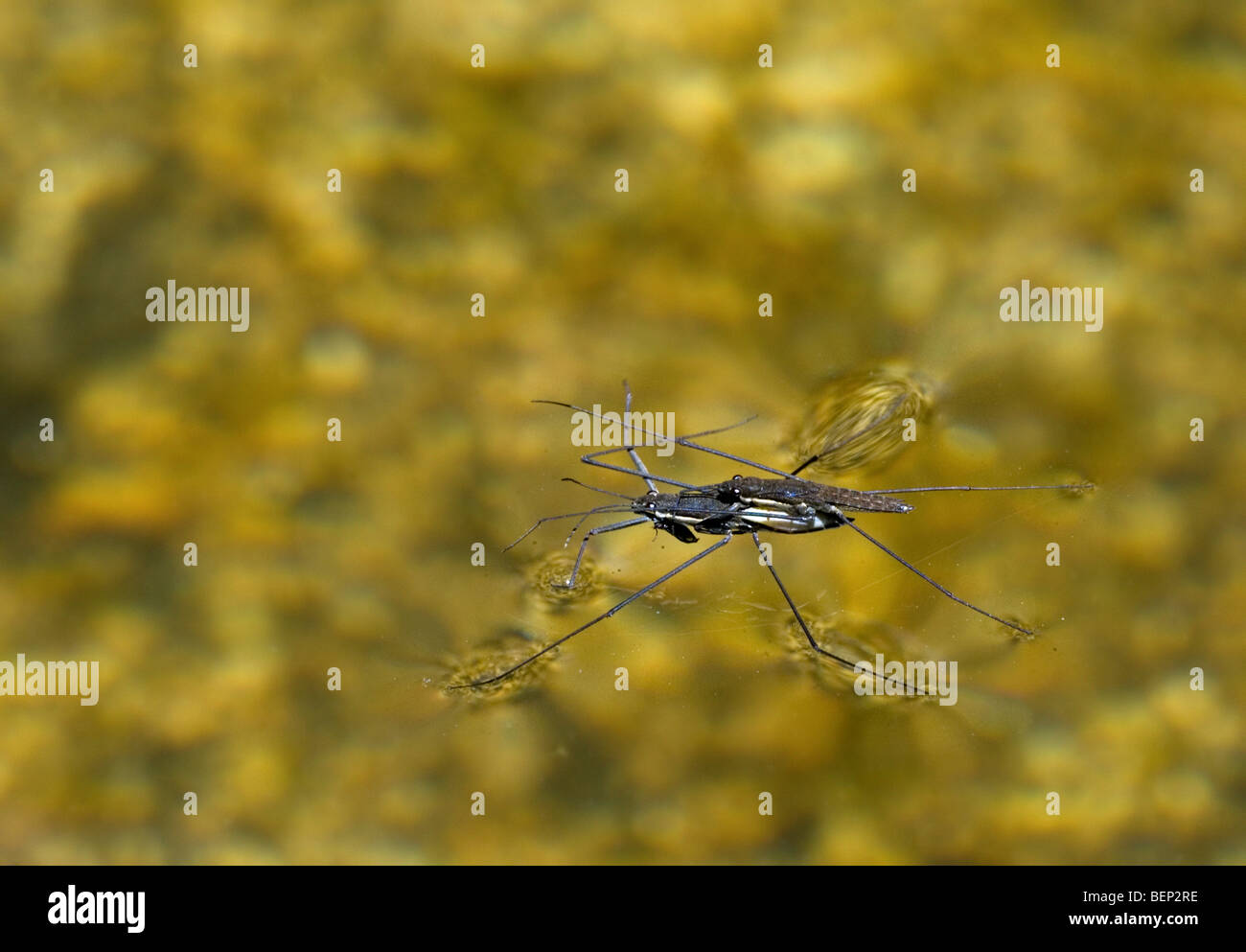 Couple of water striders / water skimmers (Gerridae) mating on water surface of pond Stock Photo