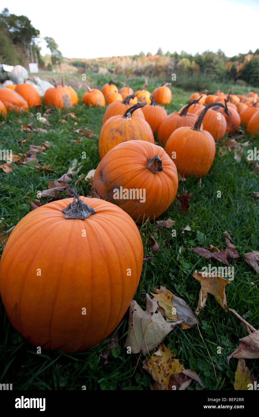Pumpkins in a field with autumn leaves Stock Photo - Alamy