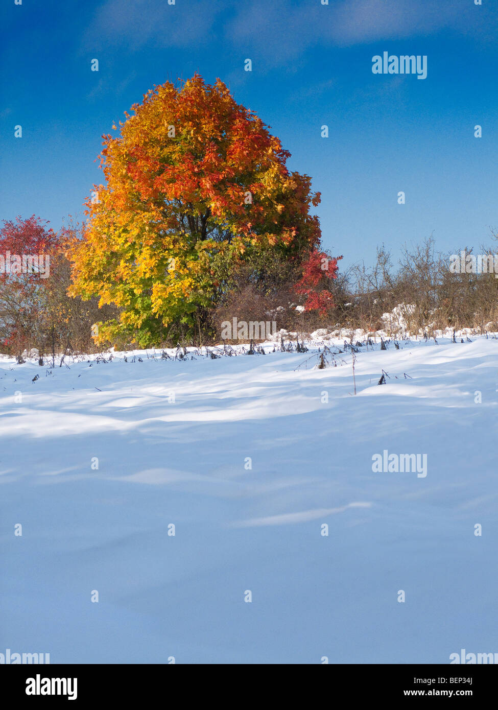 Autumn tree in winter - extreme weather Stock Photo
