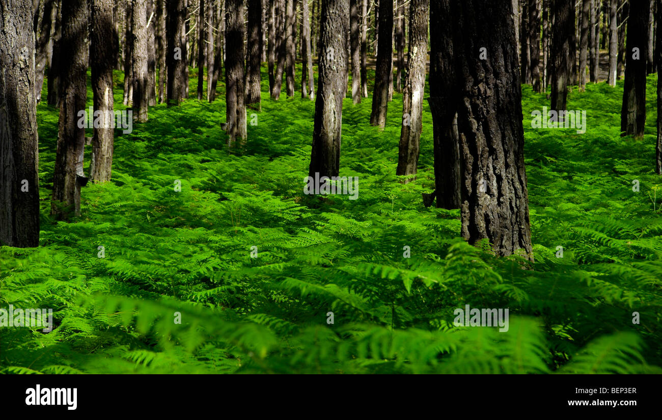 Panoramic picture of a beautiful green forest Stock Photo - Alamy