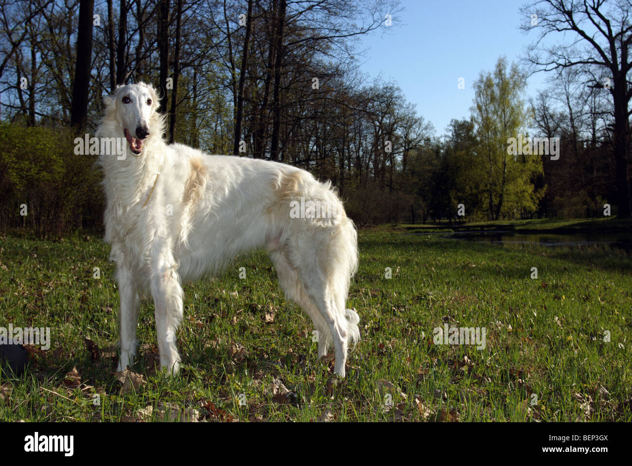 Borzoi, Russian Wolfhound, Russkaya Psovaya Borzaya Stock Photo - Alamy