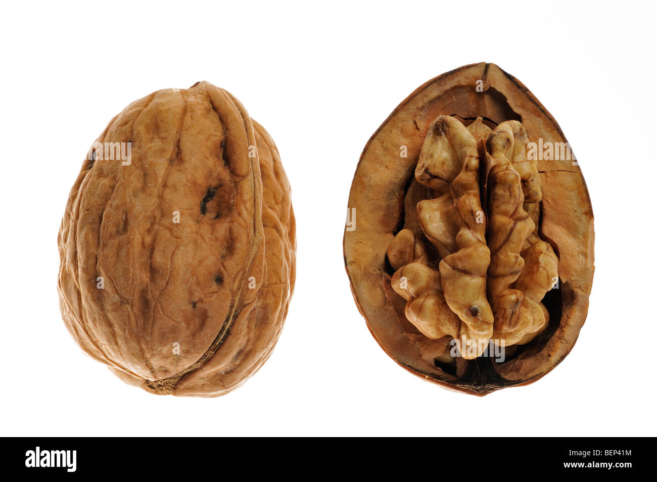 Common walnut / Persian walnut / English walnuts (Juglans regia) native