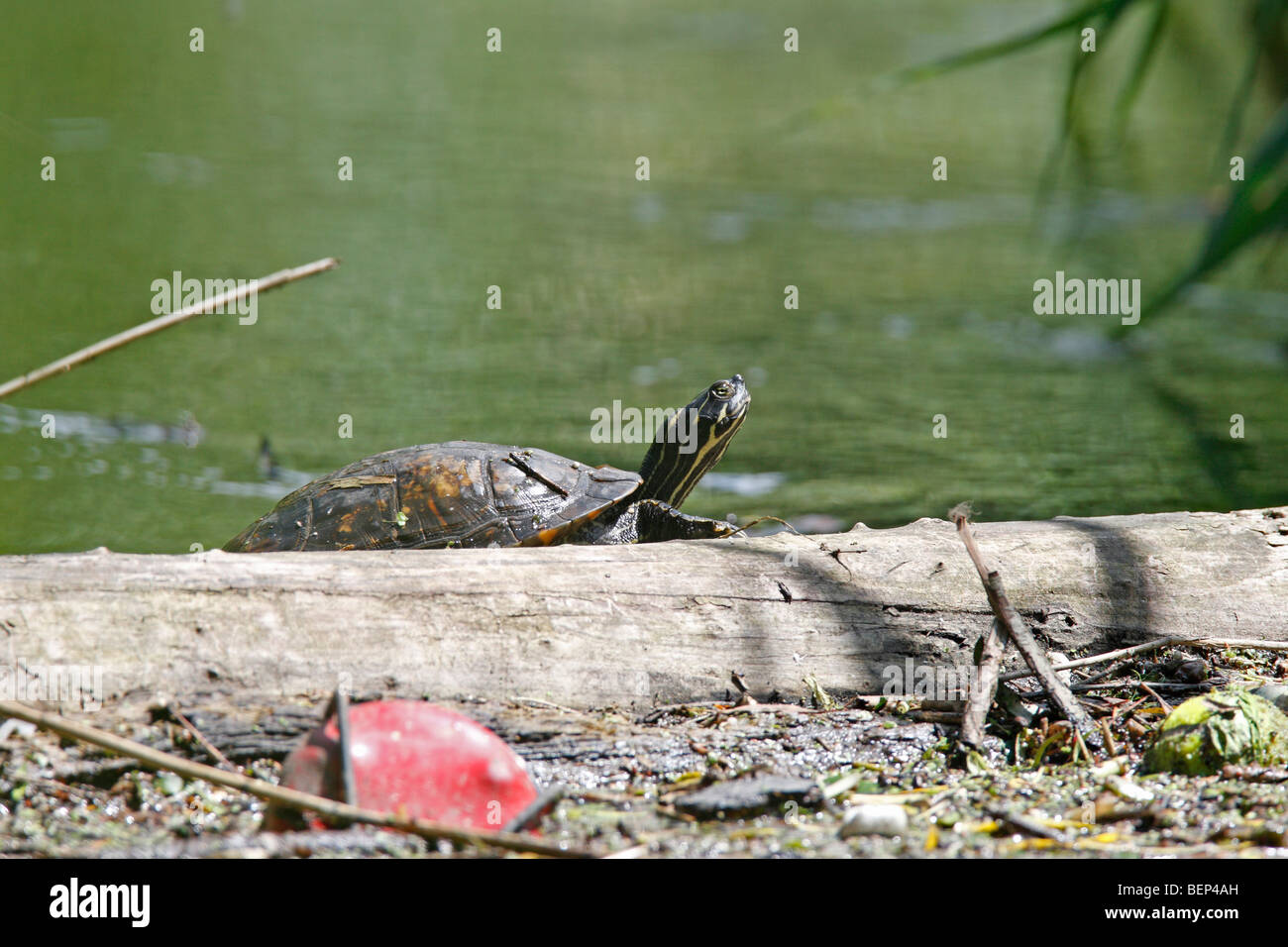 A released Terrapin crawling out on to log to sunbathe Stock Photo